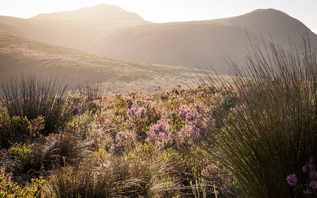 walking-trail-through-grootbos-LR