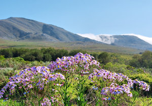 Fernkloof Nature Reserve: Biodiversity Hub of the Whale Coast