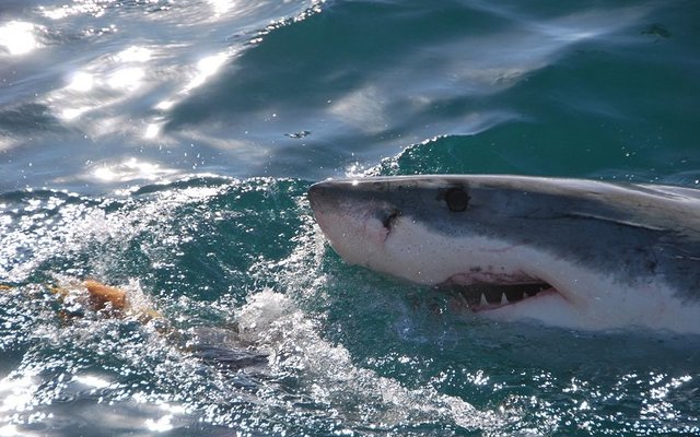 Gansbaai Shark Cage Diving via Saxon Lodge Gansbaai Shark Cage Diving via Saxon Lodge