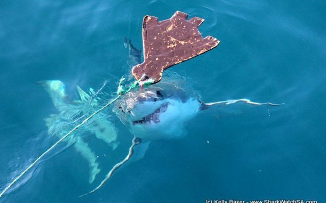 I'm coming for you decoy! via Marine Dynamics