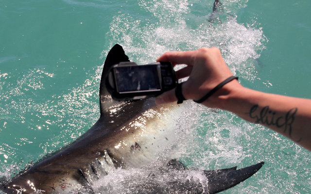 Did you get the shot? via Marine Dynamics