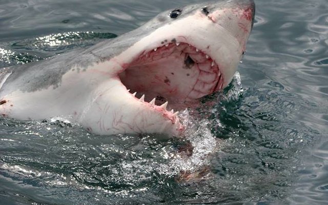 Say Aaaahhhh via Marine Dynamics Say Aaaahhhh via Marine Dynamics