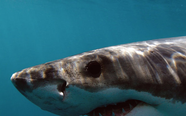 What you lookin' at? via Richard Jaronek & White Shark Adventures What you lookin' at? via Richard Jaronek & White Shark Adventures