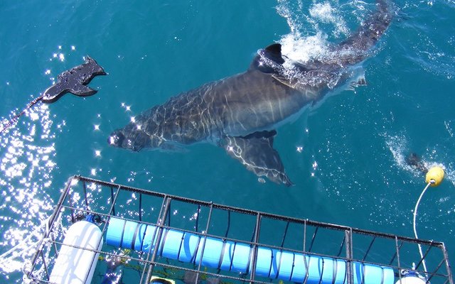 Shark Cage Diving in Gansbaai via Sharklady Adventures Shark Cage Diving in Gansbaai via Sharklady Adventures