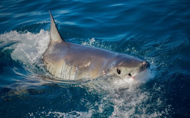 Breaking the surface via White Shark Projects Breaking the surface via White Shark Projects