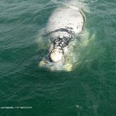 Beautiful adult albino - image courtesy of JayDee Media