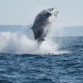 Whale watching in Hermanus
