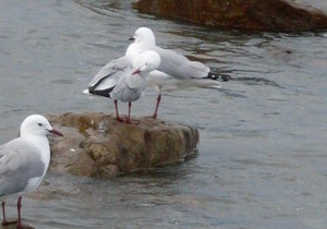 Feesnaweek - Gemeente 70 jaar
