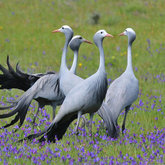 Blue Cranes spotted at Felicita Farm