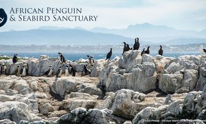 Ground breaking Ceremony for the African Penguin and Seabird Sanctuary