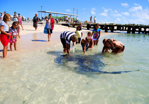 Parrie the Stingray