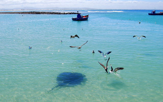 stingrays-in-harbour