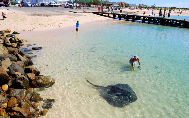 stingrays-in-struisbaai-ahrbour