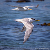 Swift Tern