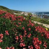 The biodiversity of Romansbaai