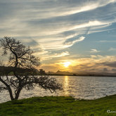Tree love the sunset at Murasie