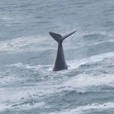 A visitor, taken from 65onCliff