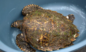 DICT Saves Critically Endangered Hawksbill Turtle