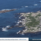 Marine Dynamics & Dyer Island Conservation Trust - Xplorio™ Gansbaai