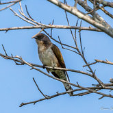 Klaas`s Cuckoo - Witkrans, Gansbaai