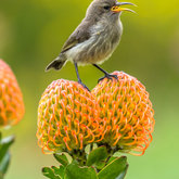 Juvenile Double-collard Sunbird