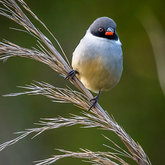 Swee Waxbill; Our tweety bird