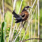 Burchell`s Coucal / Gewone Vleiloerie Burchell`s Coucal / Gewone Vleiloerie