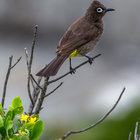 Cape Bulbul / Kaapse Tiptol Cape Bulbul / Kaapse Tiptol