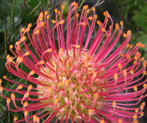 Fynbos flower