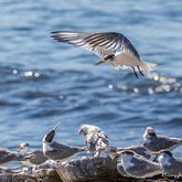 Swift Tern at Kruismansbaai