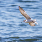 Common Tern at Kruismansbaai Common Tern at Kruismansbaai