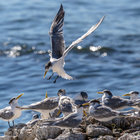 Swift Tern at Kruismansbaai Swift Tern at Kruismansbaai