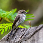 African Dusky Flycatcher at Witkrans African Dusky Flycatcher at Witkrans