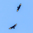 Gansbaai`s Black Eagles over Platbos Gansbaai`s Black Eagles over Platbos