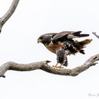 Jackal Buzzard @ Witkrans Jackal Buzzard @ Witkrans