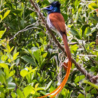African Paradise Flycatcher @ Witkrans African Paradise Flycatcher @ Witkrans
