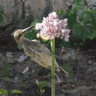 Bird watching at Tolbos