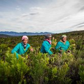 Flower Valley promotes the sustainable harvesting of wild fynbos.
