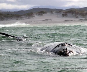 Dyer Island Cruises - Daily Blog