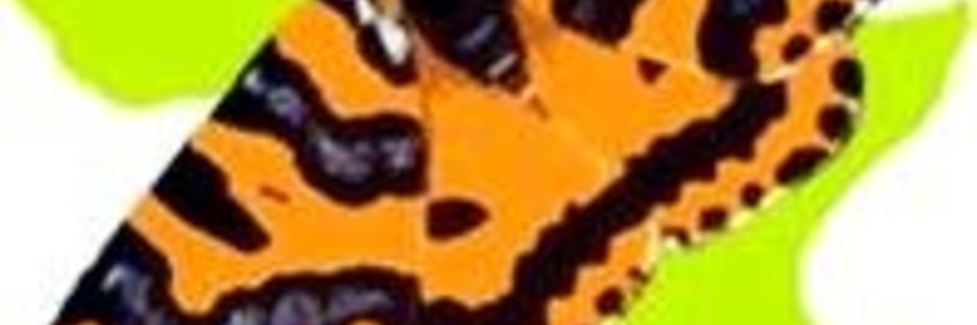 LepiMap