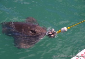 Daily Trip 18 November