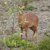 A regular visitor to our garden