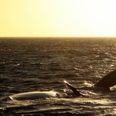Southern Right Whale enjoying the sunset