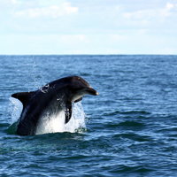 Dolphine's having fun along side the boat
