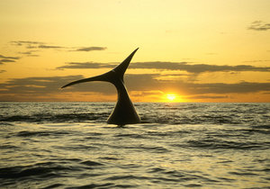 Sunset Whale Trips