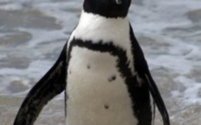 Our African Penguin