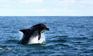 Eco Marine Safari - DEC to APR- Whales have left Walker Bay!