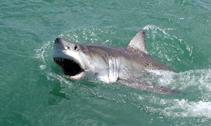 Marine Dynamics Blog update