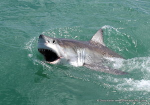 Marine Dynamics Blog update