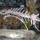 Coastasaurus by N Jacobs